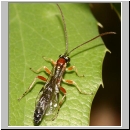 Perithous cf scurra - Schlupfwespe 12d 9mm-fdet03.jpg